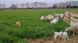 La Ferme d'Auré, élevage de chèvres angora dans l'Hérault